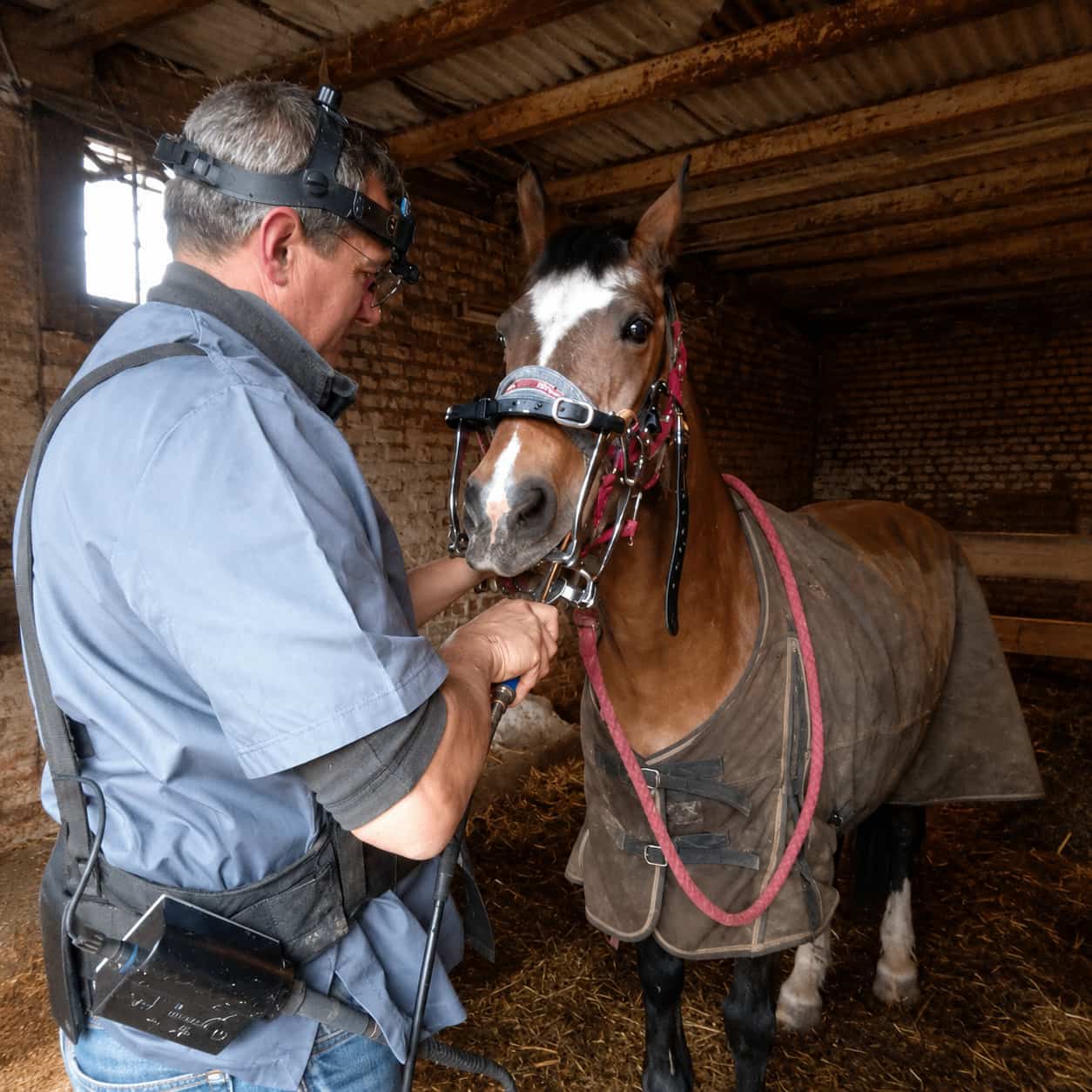 chevaux-de-manege14