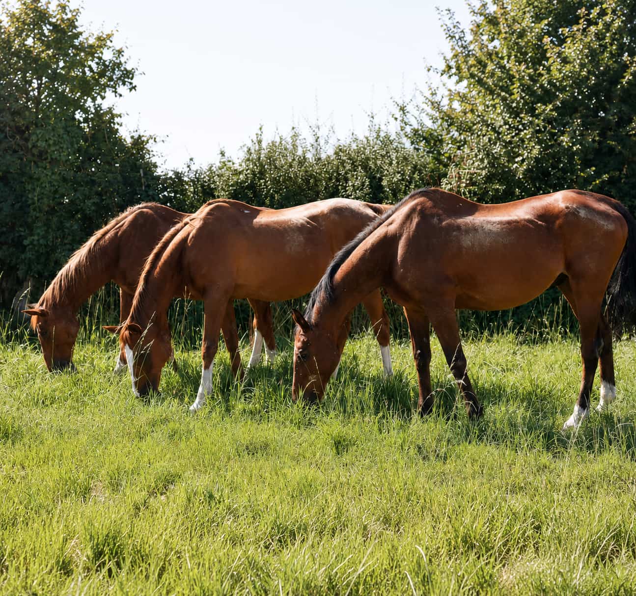 chevaux-de-manege2