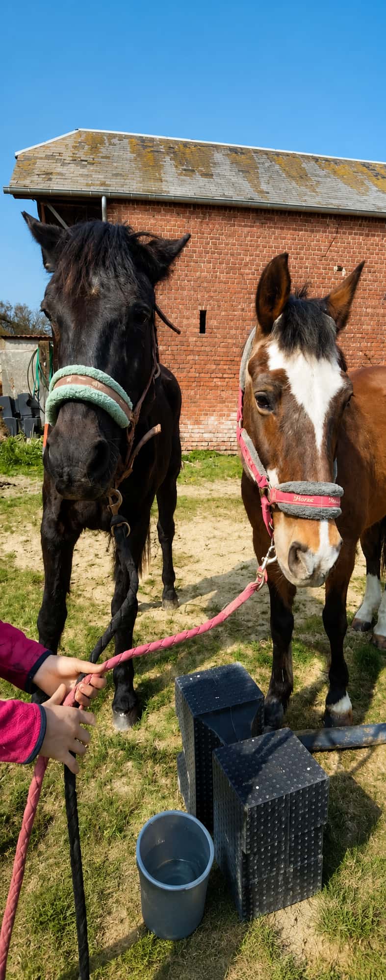 chevaux-de-manege8