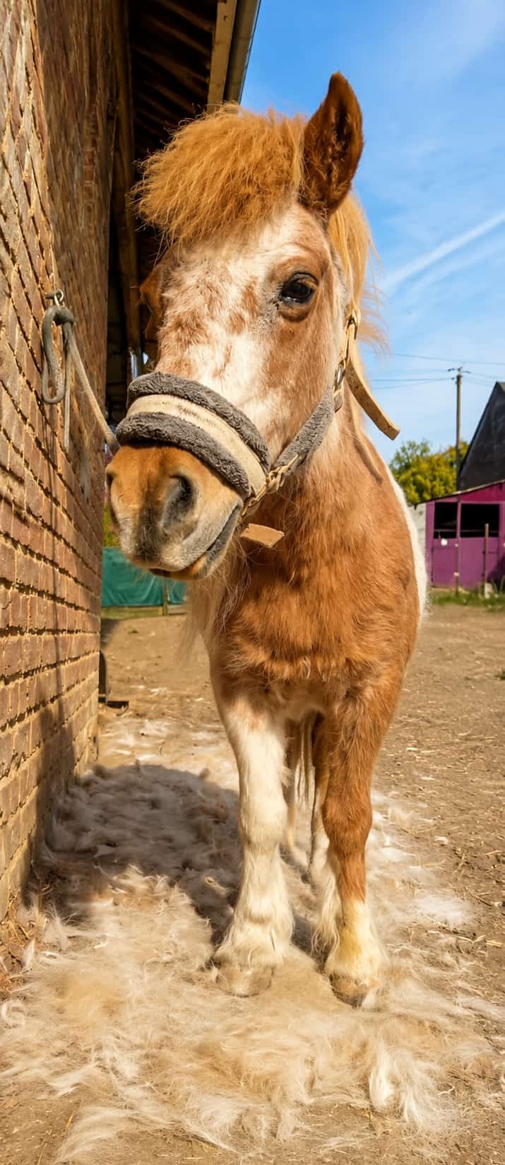 chevaux-de-manege99